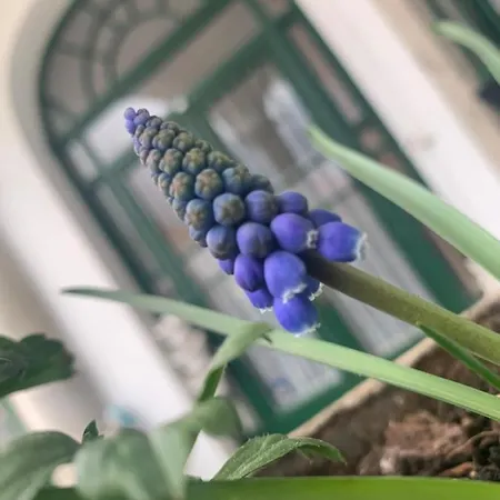 Daire Forst-haz Eğri