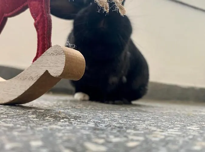 Forst-haz Apartment *